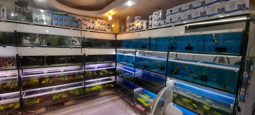 آکواریوم ماهینو