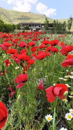 عکس دره قاسملو