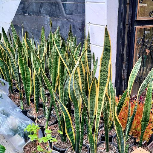 عکس گلباغ کلبه قم