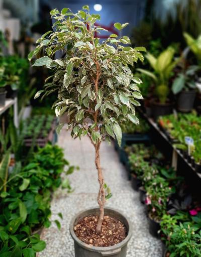 عکس گلباغ کلبه قم