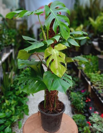 عکس گلباغ کلبه قم