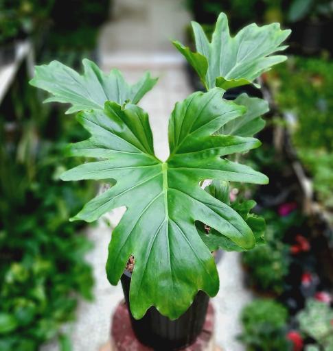 عکس گلباغ کلبه قم