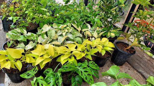 عکس گلباغ کلبه قم