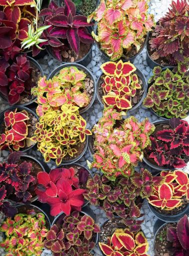 عکس گلباغ کلبه قم