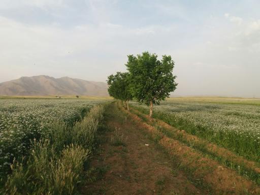 عکس عنبر قنبر