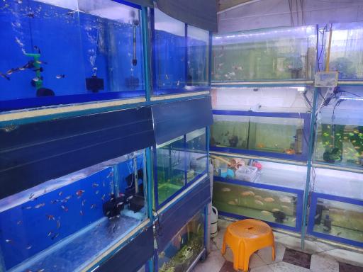 عکس آکواریوم امپراطور 2