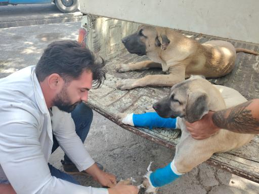 عکس دامپزشکی دکتر عبدلی