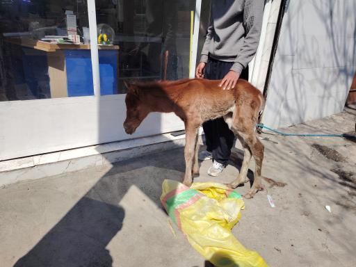 عکس دامپزشکی دکتر عبدلی