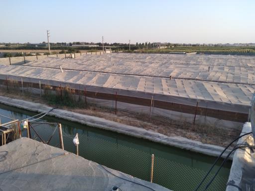 عکس گلخانه مجید حسن خانی