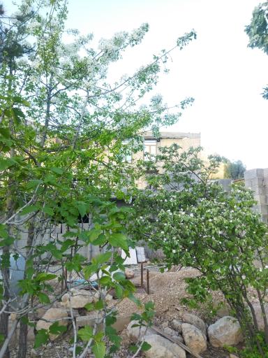 عکس اقامتگاه شولیز 