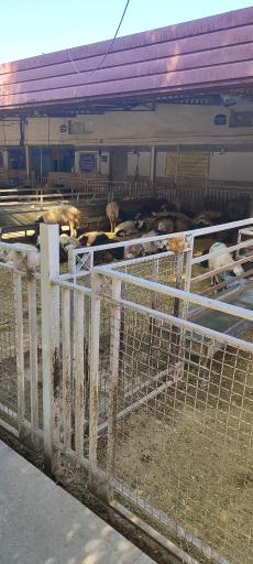 عکس کشتارگاه حکیمیه