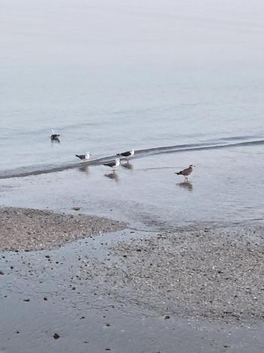 عکس تفریحگاه ساحلی دریا کوچک