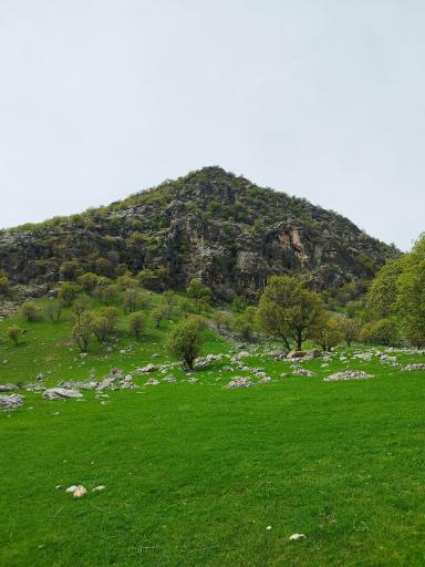 عکس شباندر