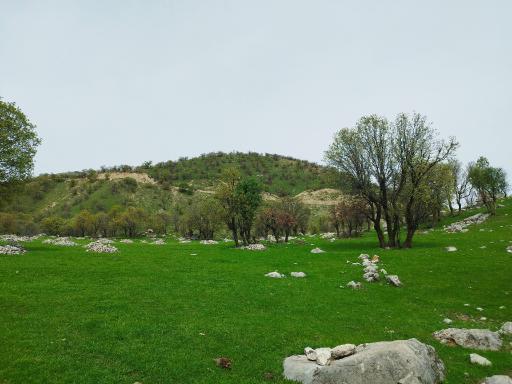 عکس شباندر