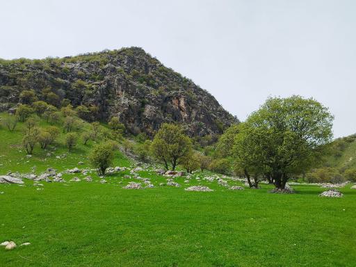 عکس شباندر