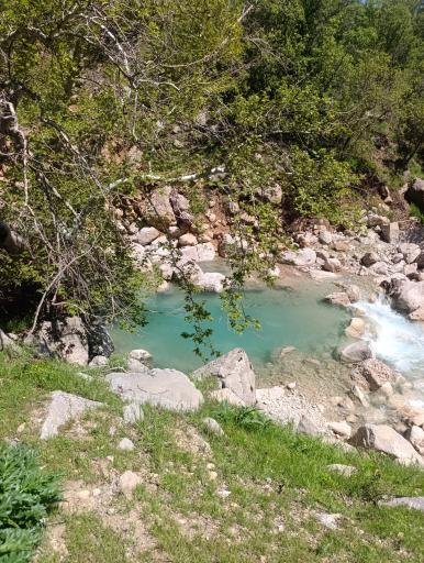 عکس شباندر