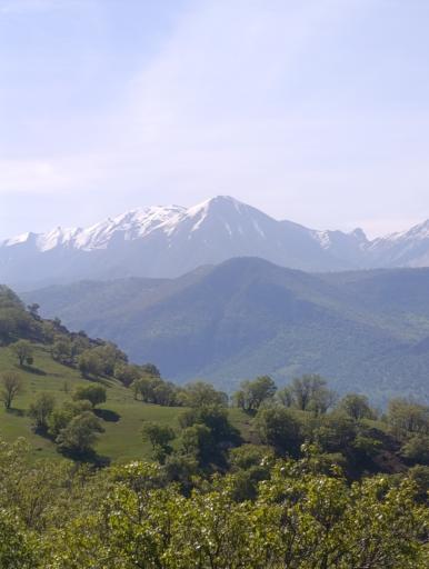 عکس شباندر