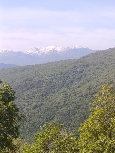 عکس شباندر