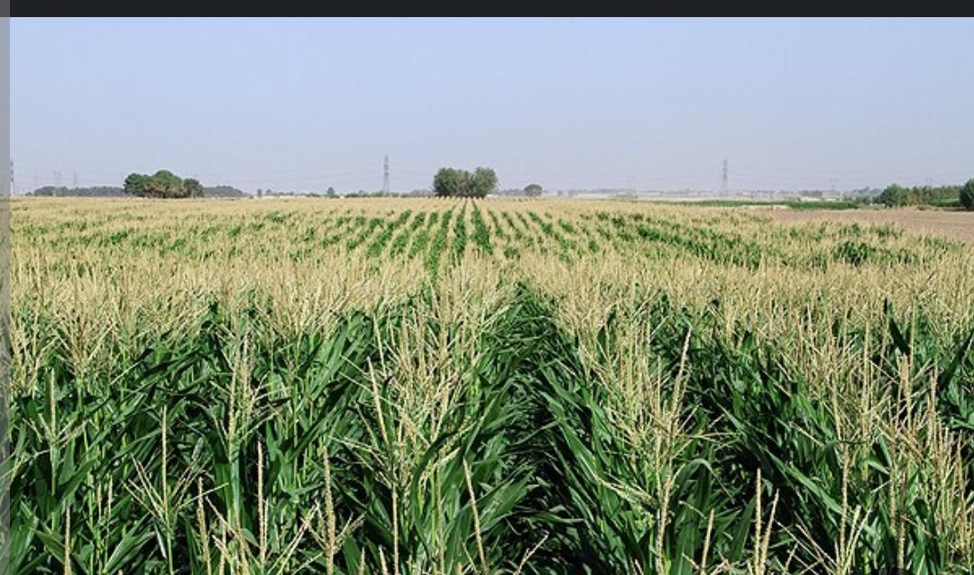 عکس دامداری عباس ایمانی