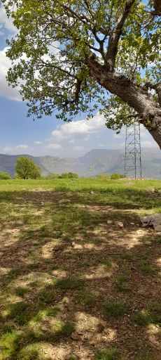 عکس شباندر