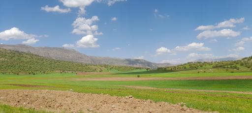 عکس شباندر