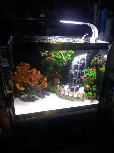 عکس آکواریوم اسکار