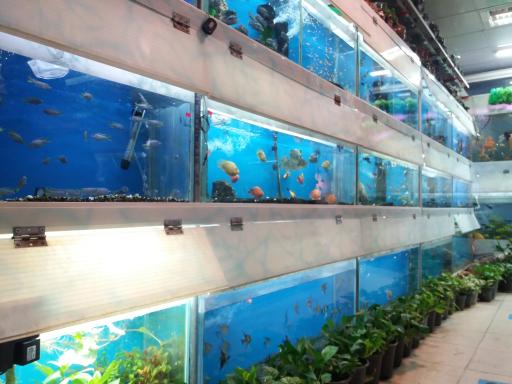 عکس آکواریوم اسکار