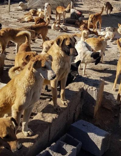 عکس پناهگاه حیوانات 