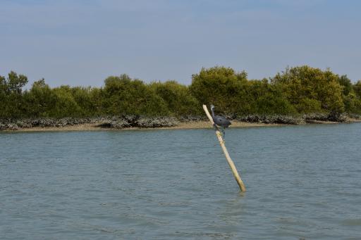 عکس منطقه حفاظت شده جنگل حرا