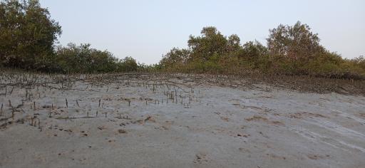 عکس منطقه حفاظت شده جنگل حرا