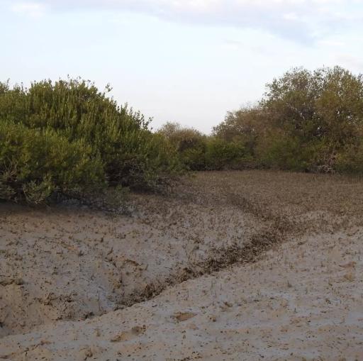 عکس منطقه حفاظت شده جنگل حرا