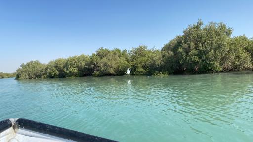 عکس منطقه حفاظت شده جنگل حرا