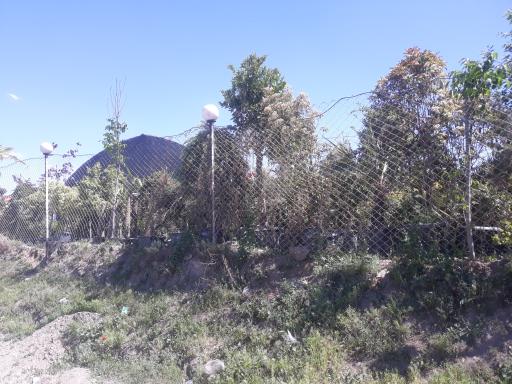 عکس نهالستان آدونیس