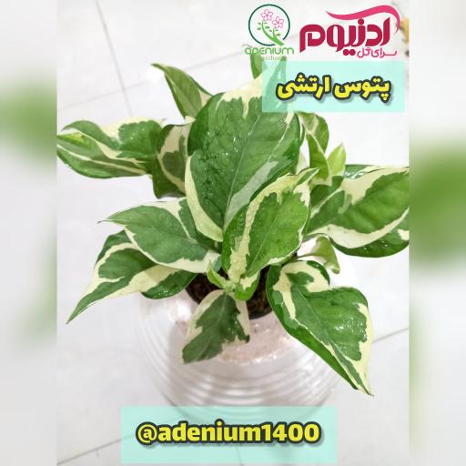 عکس سرای گل آدنیوم