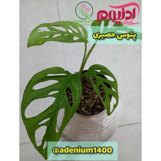 عکس سرای گل آدنیوم