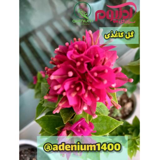 عکس سرای گل آدنیوم