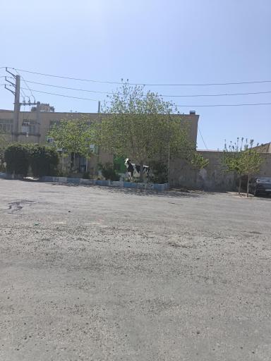 عکس لبنیاتی ندیمی