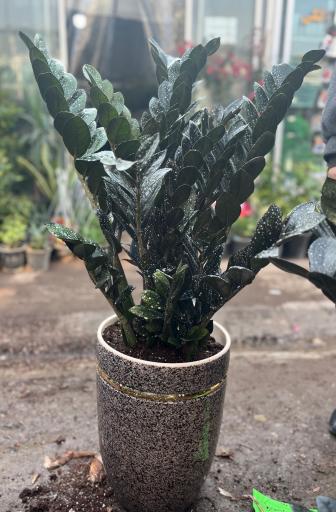 عکس گل و گیاه دهقانی