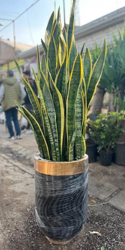 عکس گل و گیاه دهقانی