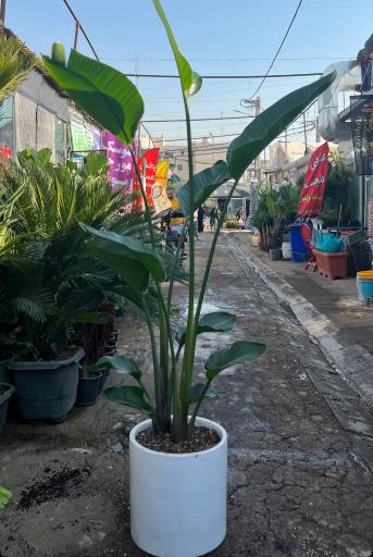 عکس گل و گیاه دهقانی