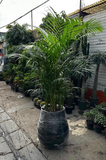 گل و گیاه دهقانی