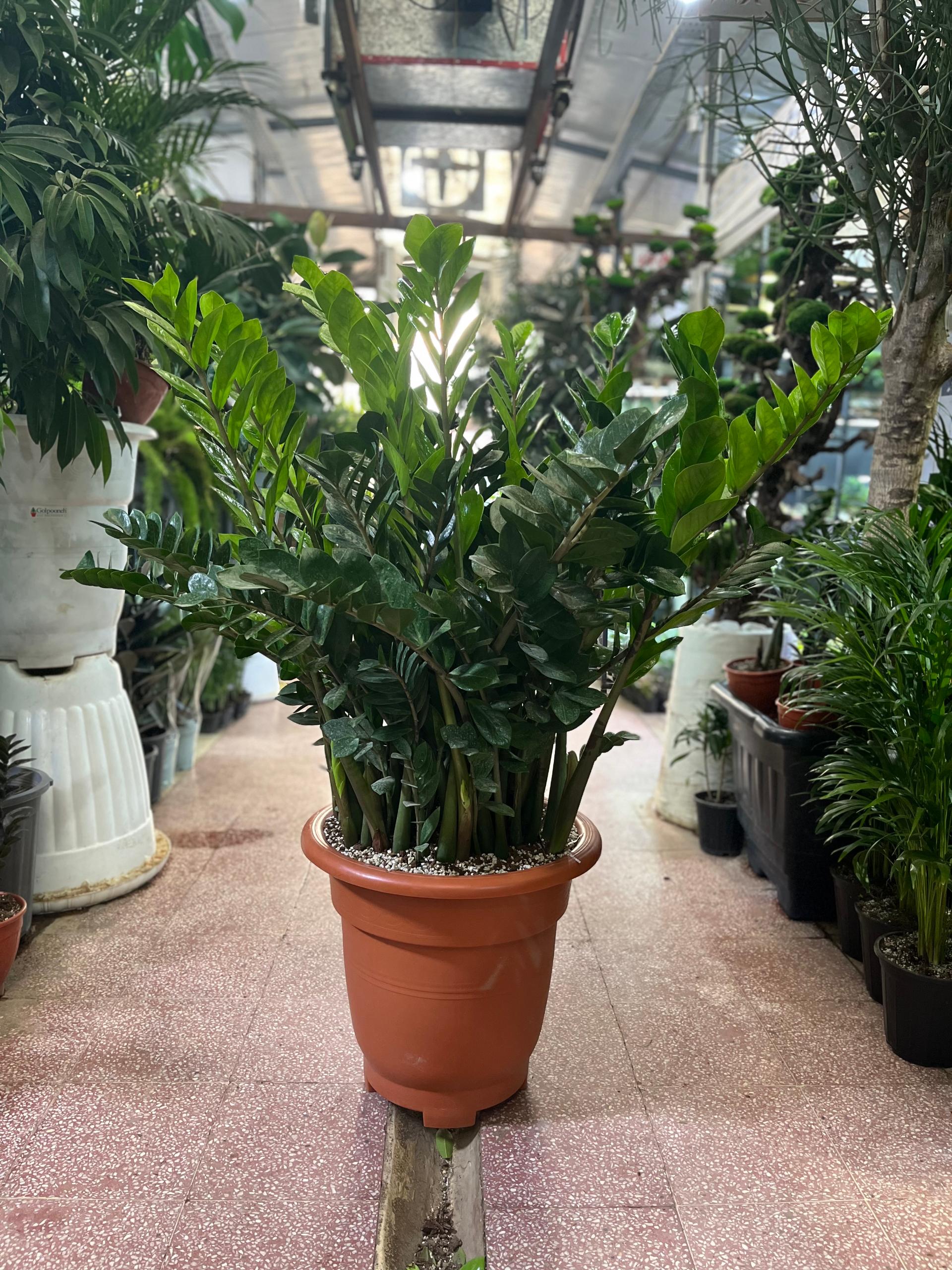 عکس گل و گیاه دهقانی