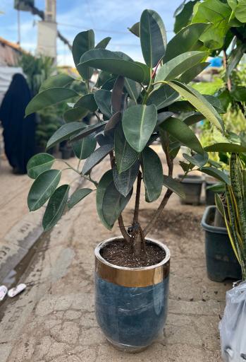 عکس گل و گیاه دهقانی