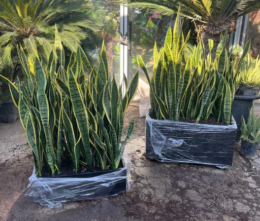 عکس گل و گیاه دهقانی