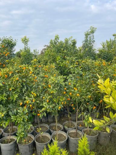 عکس نهالستان وگلخانه چهارفصل