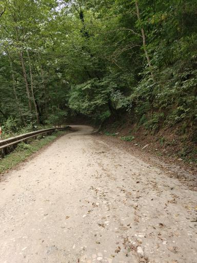 عکس جنگل لفور