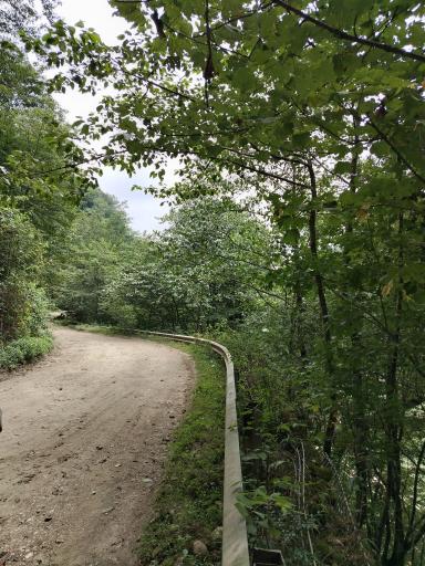 عکس جنگل لفور