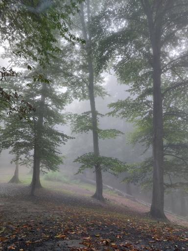 عکس جنگل لفور