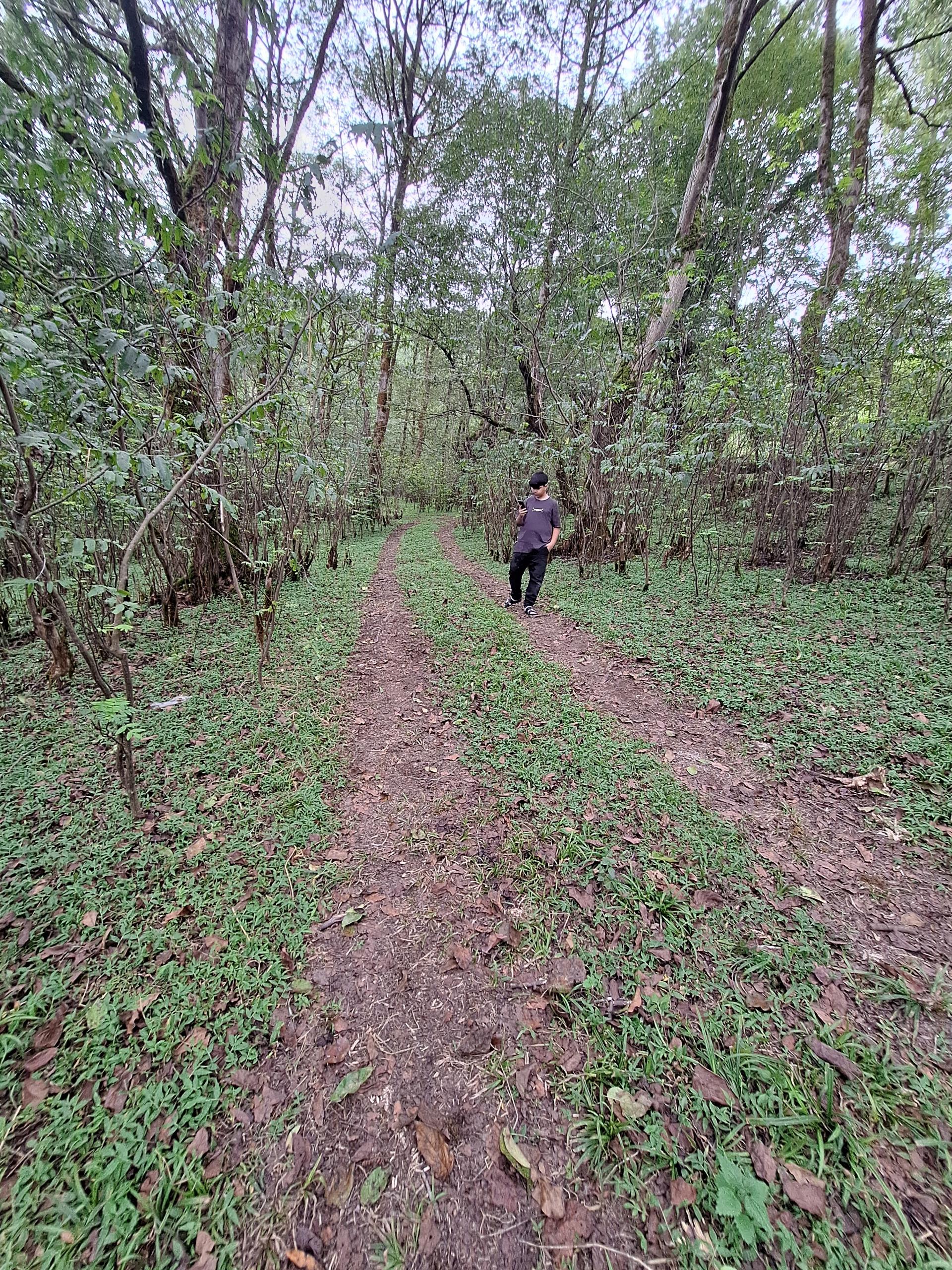 عکس جنگل لفور