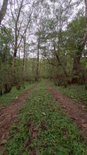 عکس جنگل لفور